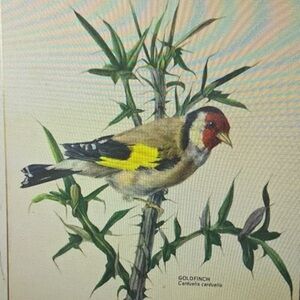 Goldfinch Bird Illustration